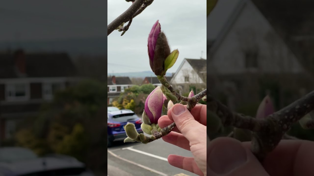 How to make Magnolia flower tea by Robin Harford