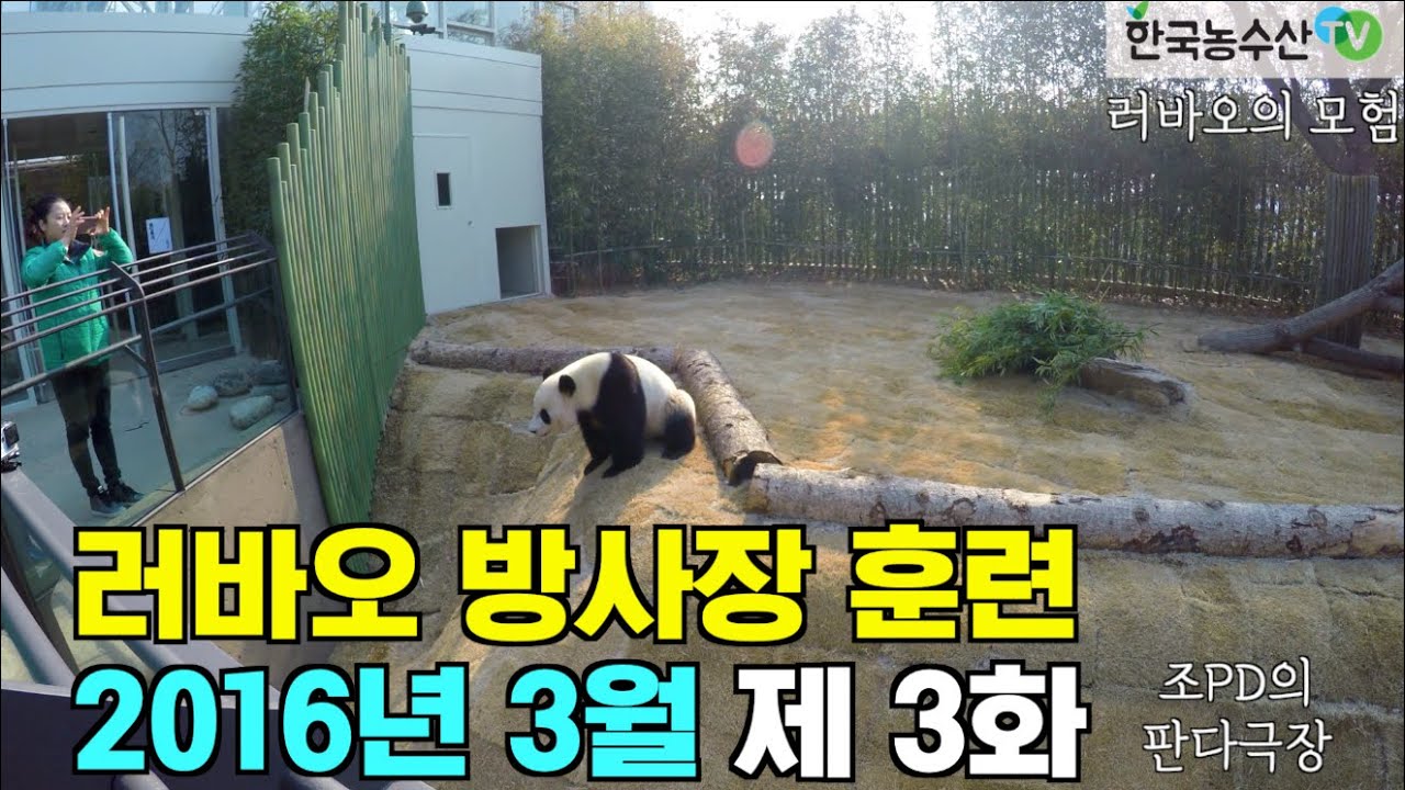 [PandaTV] Panda Lebao exploring the Everland enclosure in March 2016, 판다 러바오 2016년 3월 에버랜드 방사장 체험