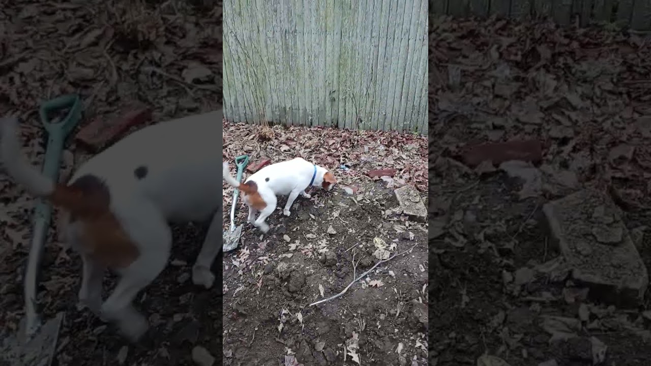 jack Russell beagle mix, digging, pointing. he actually found mouse  shortly after I stopped filmin