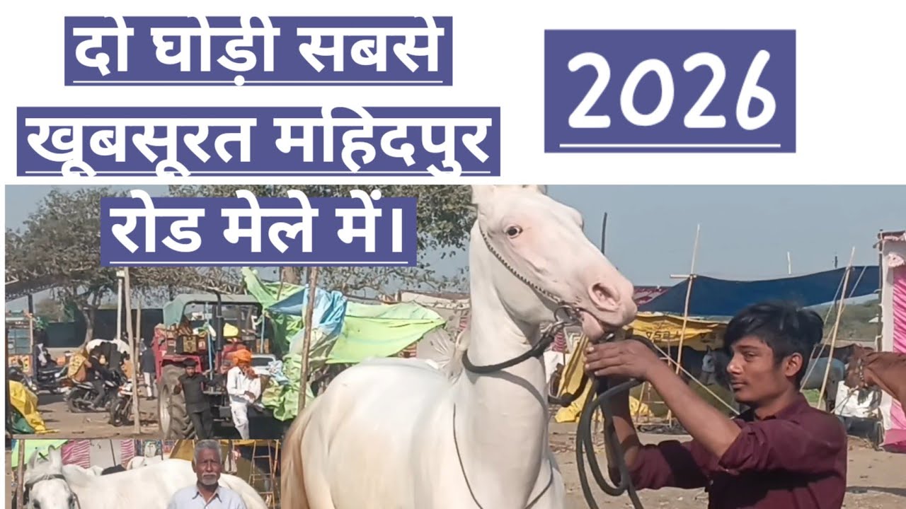 दो घोड़ी सबसे खूबसूरत महिदपुर रोड मेले में।