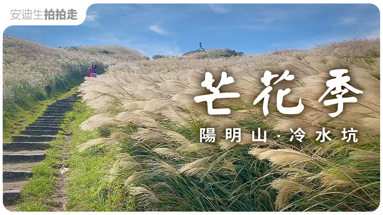 走進芒芒花海，陽明山季節美景 【 冷水坑 芒花步道 】 秋日漫遊 ！