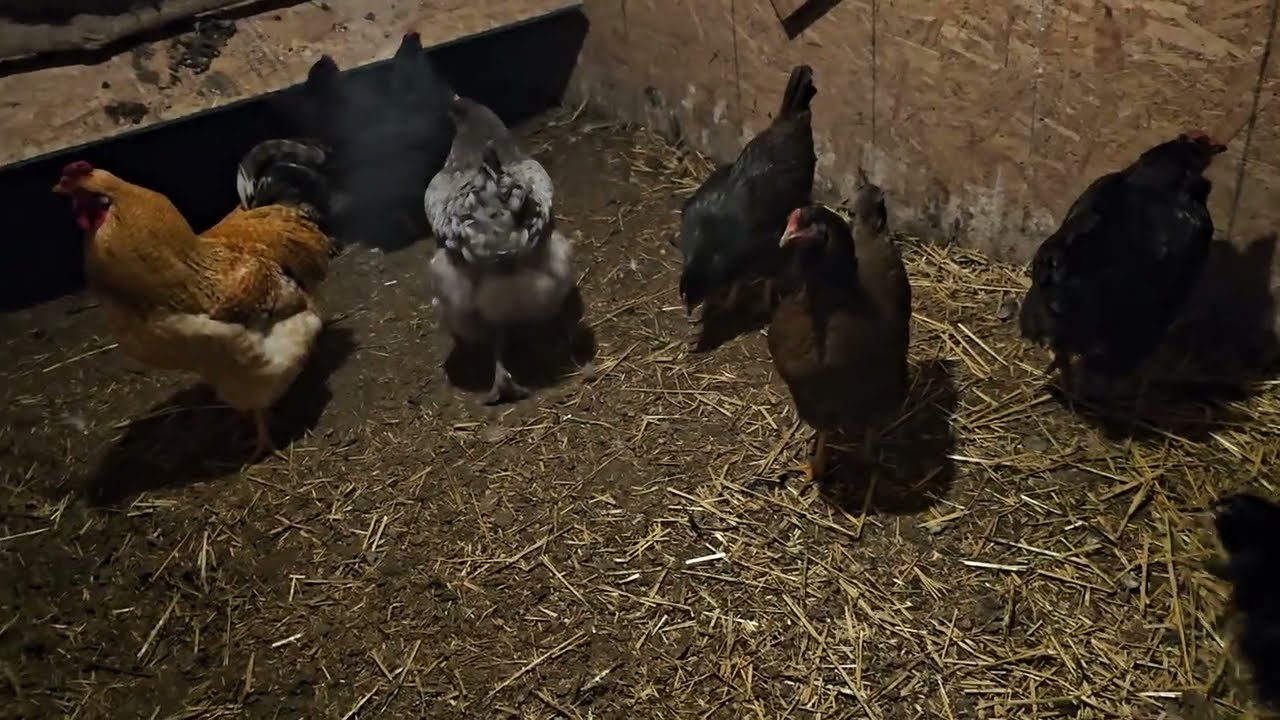 All the birds to bed early! 12/4/25