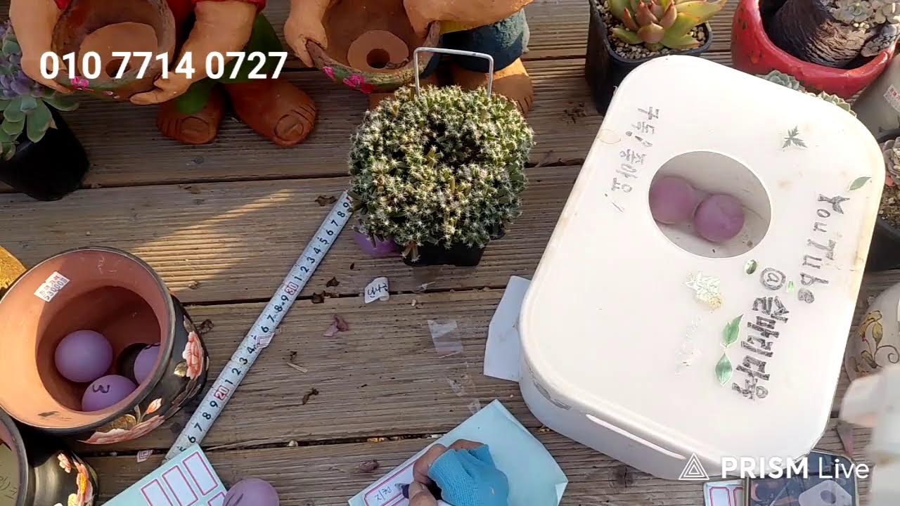 💫실마리다육 라이브 방송