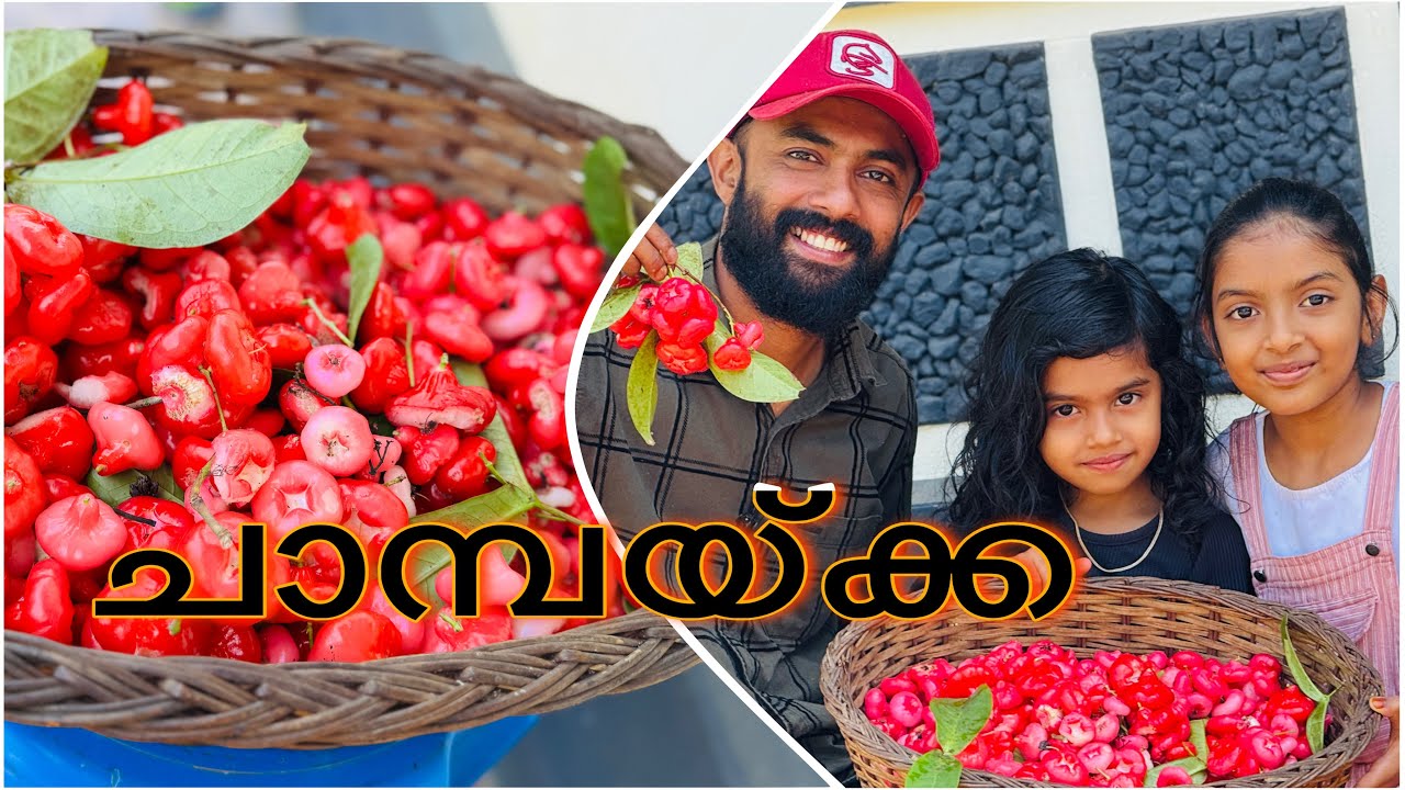 മഴയ്ക്ക് മുന്നേ ഉണ്ടാവുന്ന ചാമ്പയ്ക്കക്ക് നല്ല മധുരം ആയിരിക്കും 🤤☺️👍