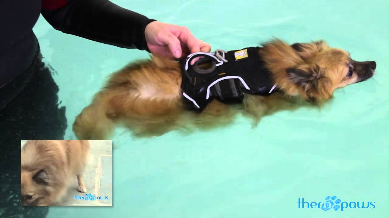 Therapaws Hydrotherapy Pool for Dogs