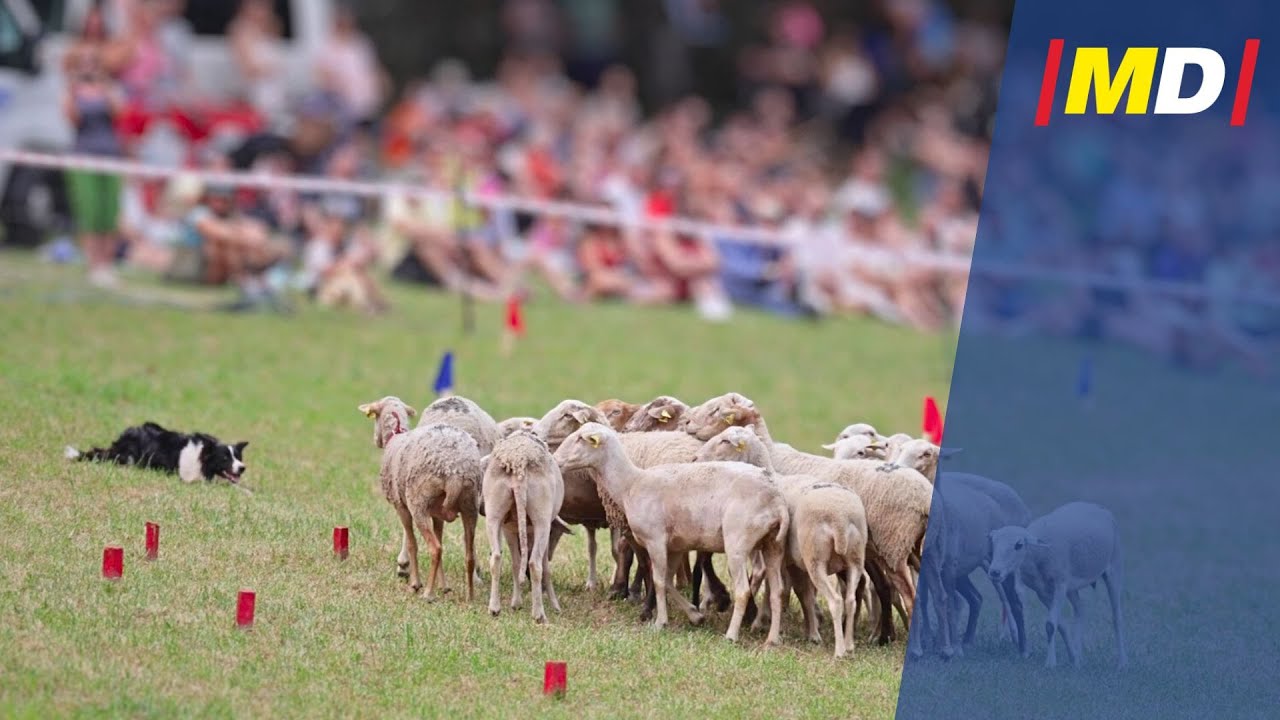 Los perros PASTORES BRILLAN en LLAVORSÍ | 37ª edició concurs GOSSOS D’ATURA
