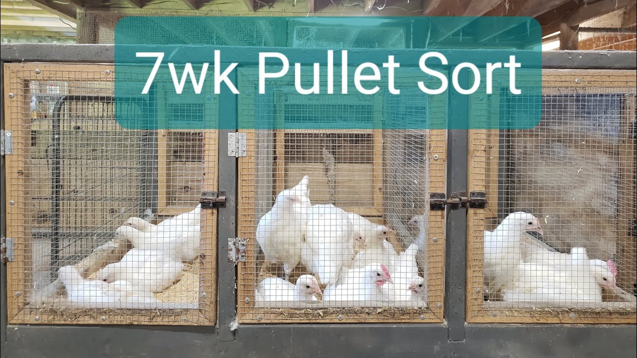 American Bresse - Sorting 7 Week Old Pullets