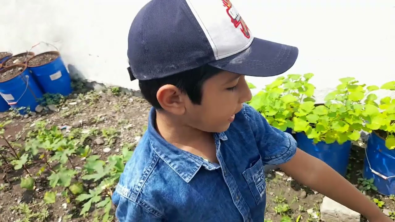 Tattva's farm- growth of vegetables- an observation