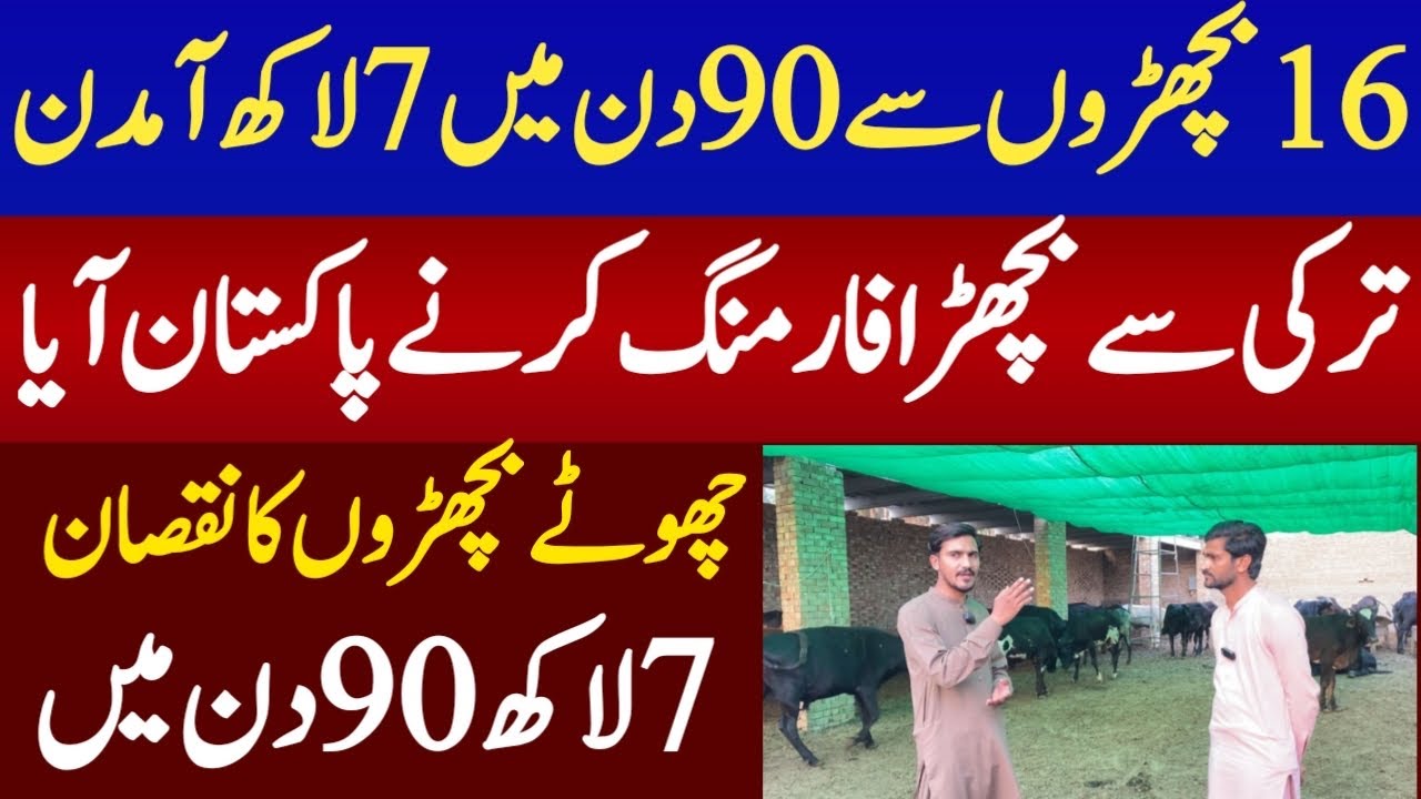 90 days bachra Farming in pakistan 2024