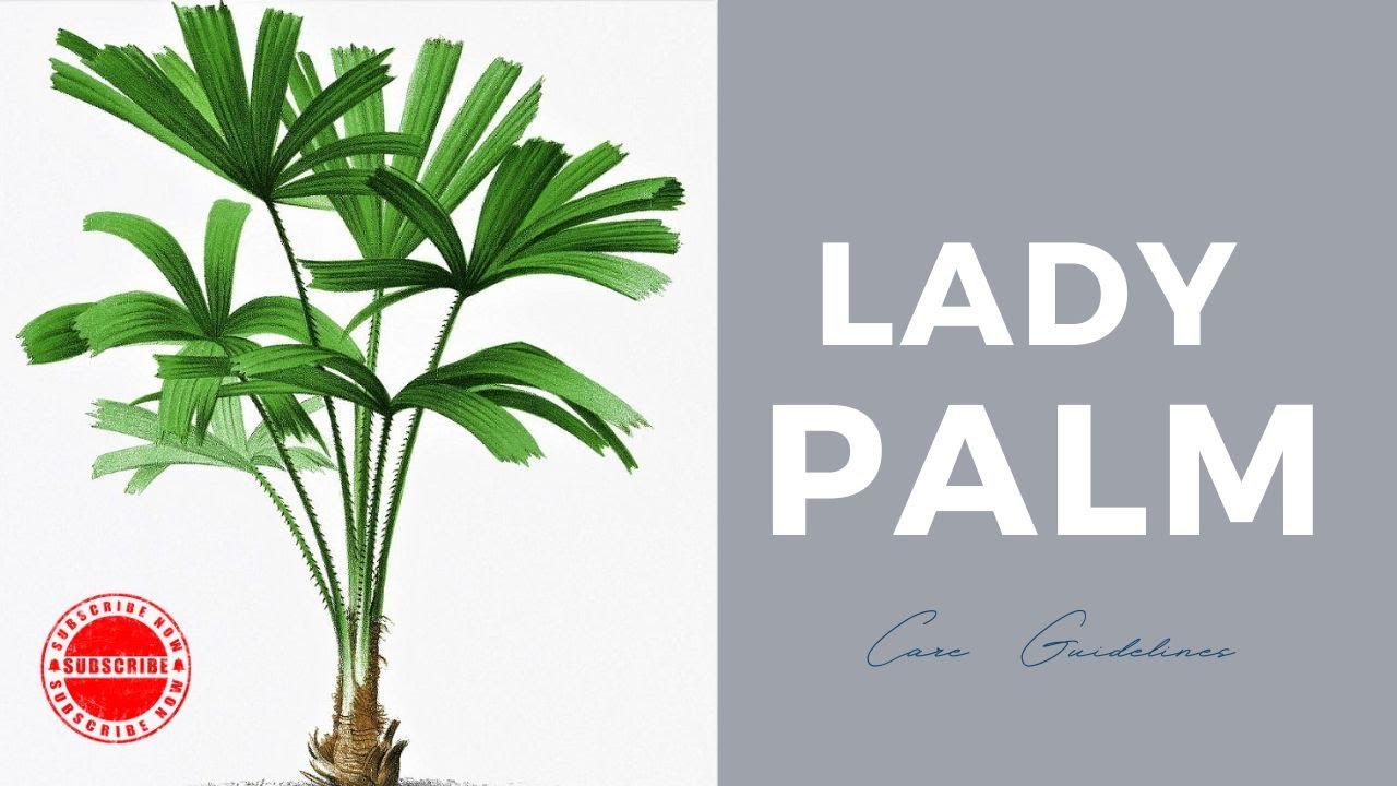 Master the Art of #lady  #palm  Care ,Tips for Thriving #indoor  #plants