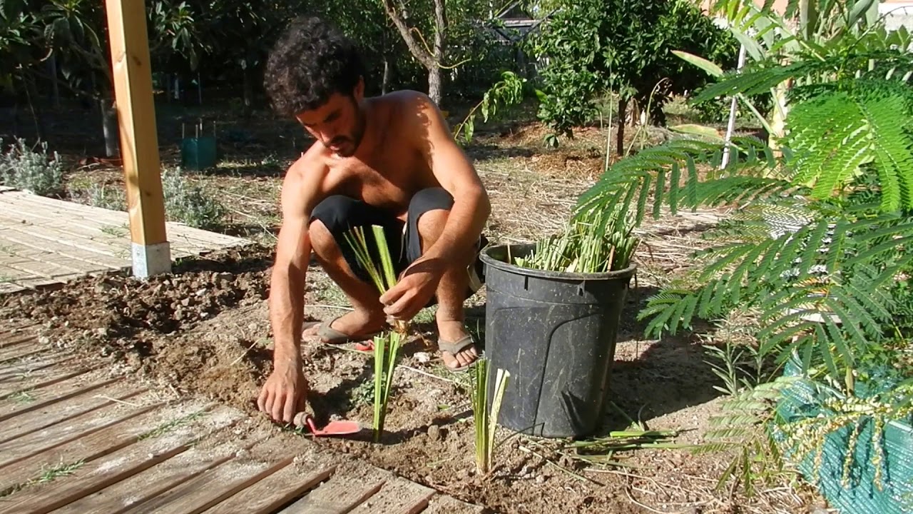 COMO PROPAGAR Y PLANTAR VETIVER