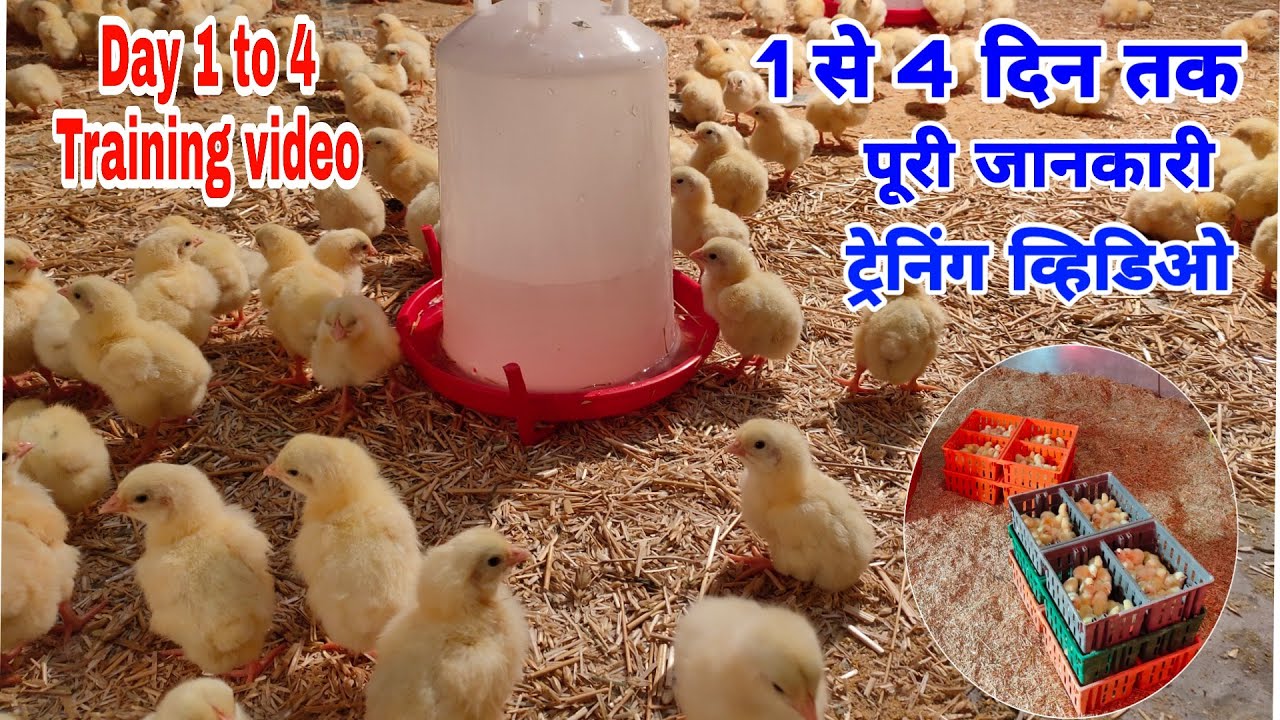 Broiler Training video Day 1 to 4 | पहले चार दिन क्या करे पूरी जानकारी