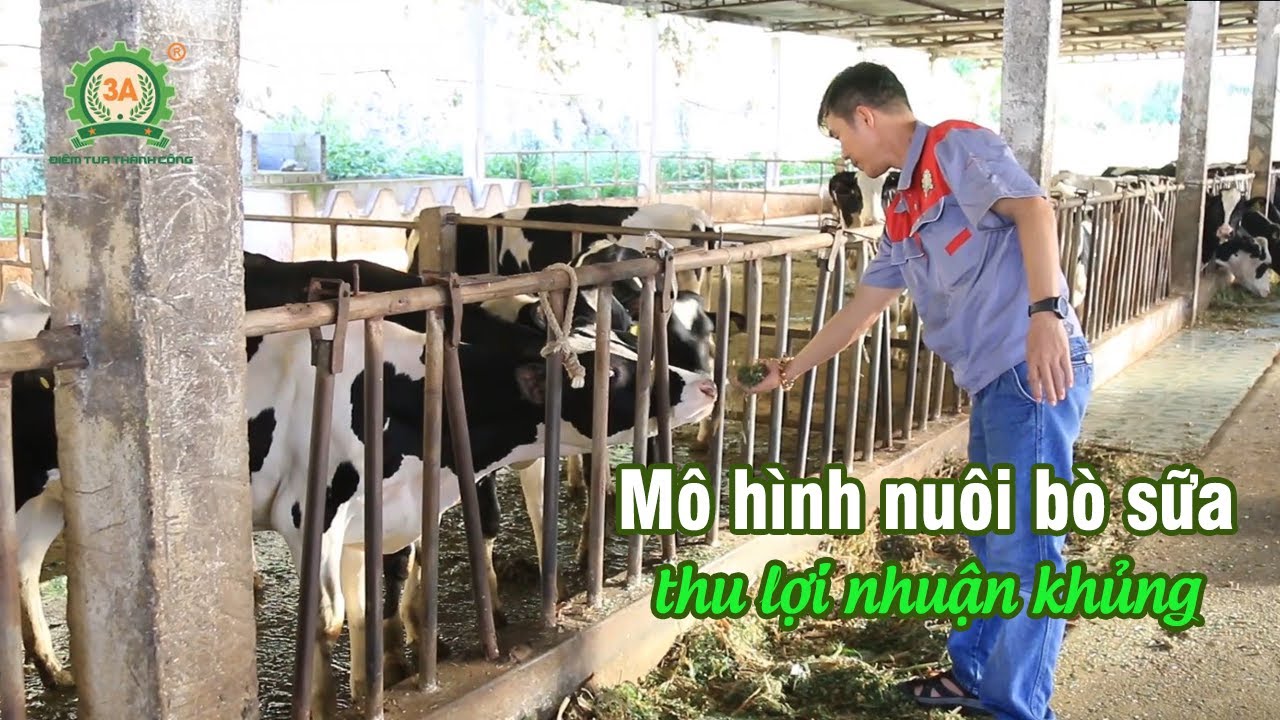 Mô hình nuôi bò sữa thu lãi khủng nhờ ứng dụng thiết bị, máy nông nghiệp 3A