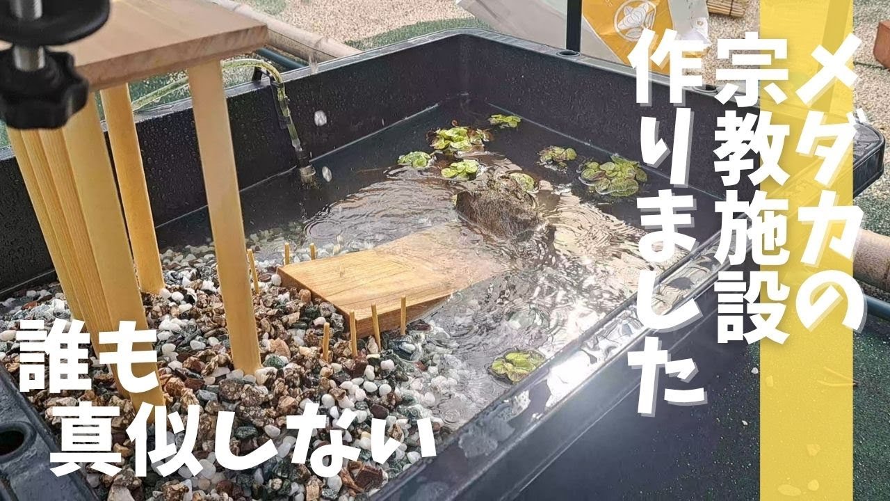 【お坊さんの休日】メダカちゃんの水槽に神殿をつくりました
