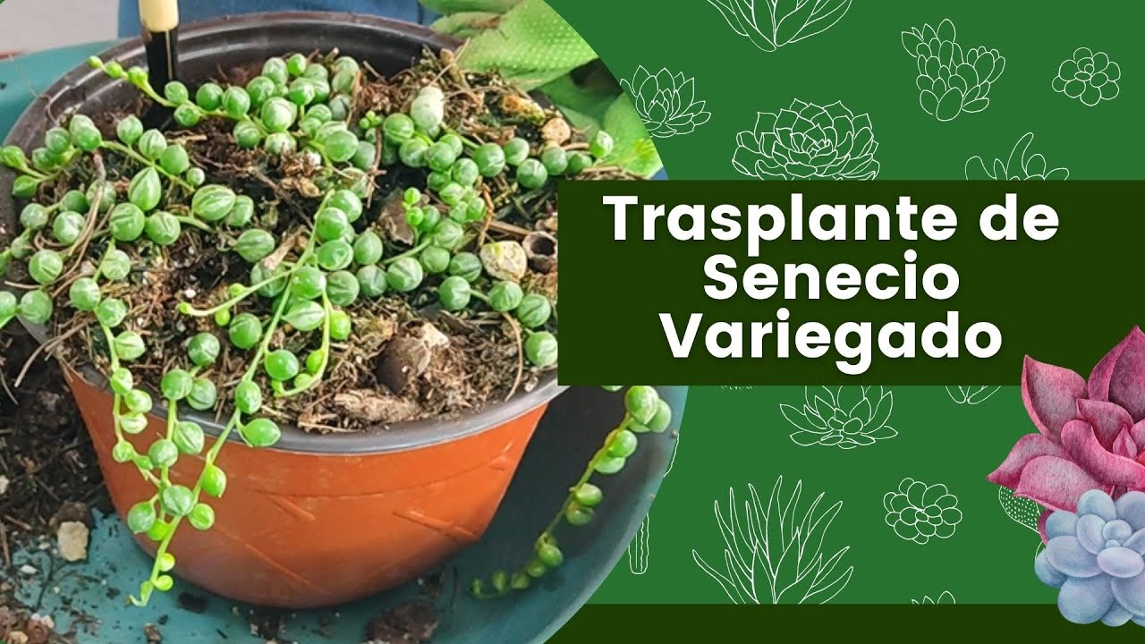 Trasplante de Senecio Rowleyanus Variegado y sus cuidados