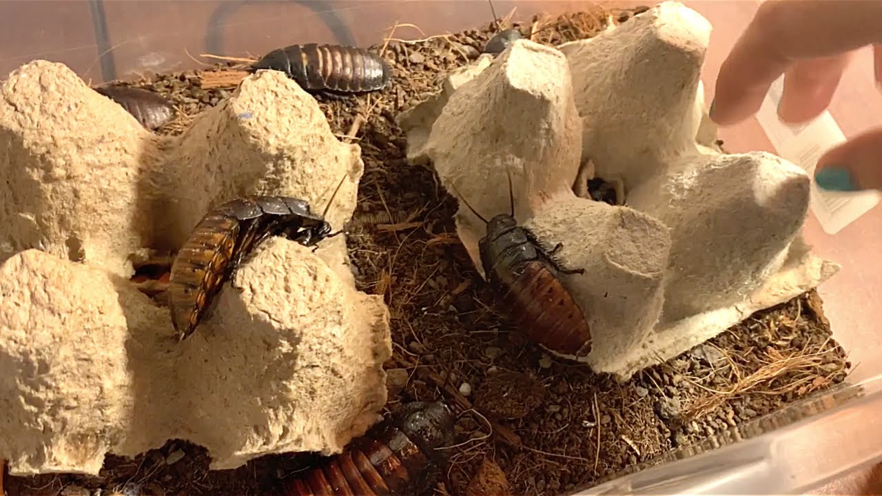 Te enseño mis cucarachas de Madagascar y sus cuidados ♡