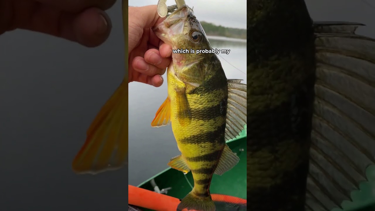 the Most Underrated Freshwater Fishery