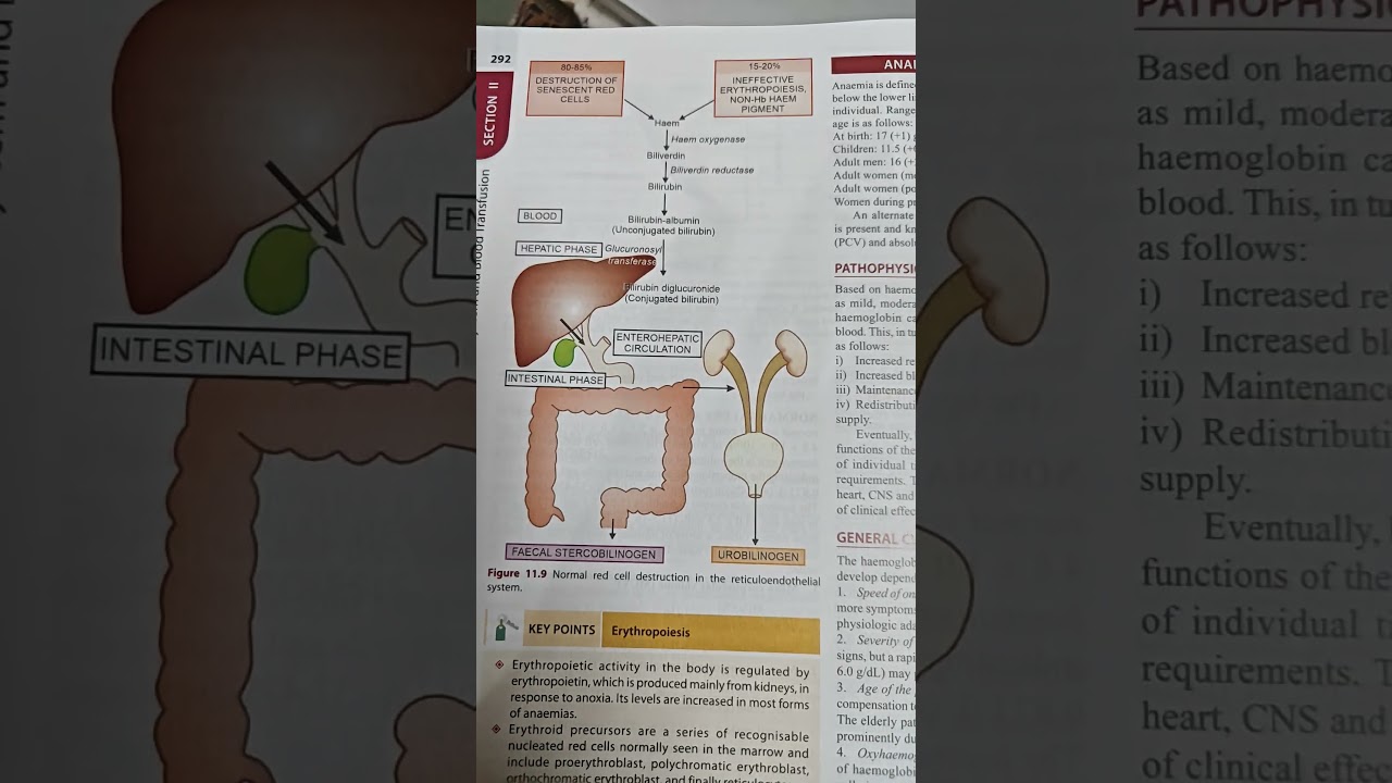 Normal cell destruction in the reticuloendothelial system # pathology # intestinal phase # blood