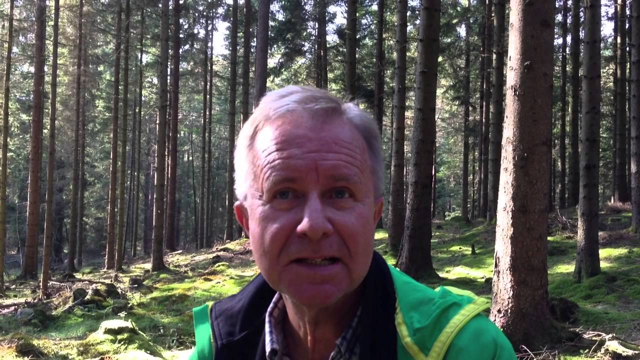 Så slår papperskrisen mot skogsägarna