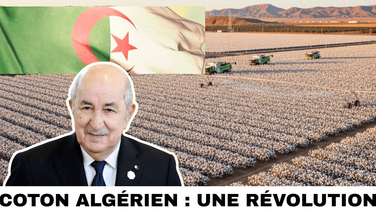 Le coton algérien, l’or blanc d’un passé que l’Algérie peut réveiller !