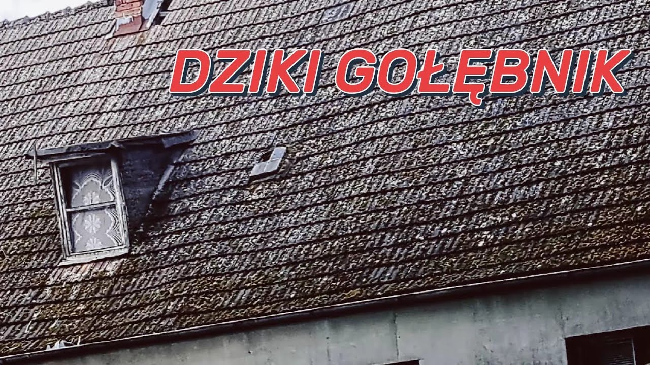 Odwiedziłem DZIKI GOŁĘBNIK . Co tam zobaczyłem ?Takie gołębie widzę pierwszy raz w życiu.
