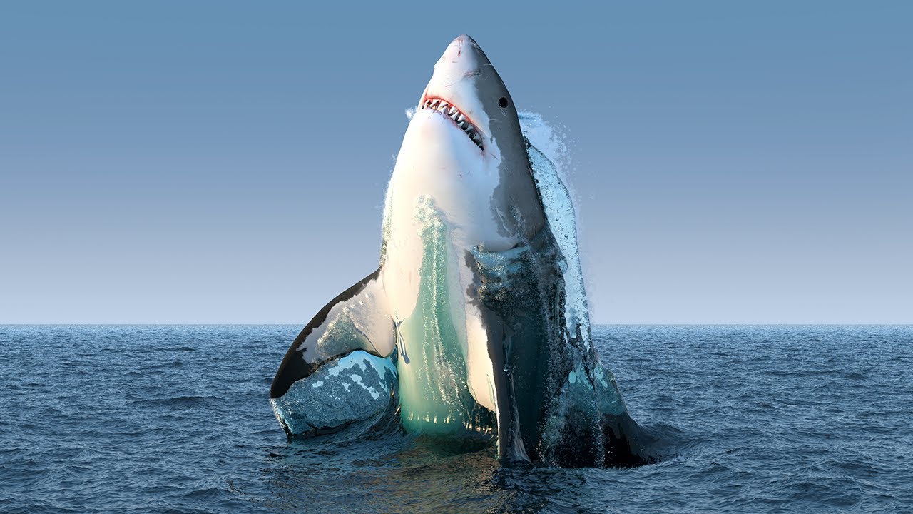12 Reasons Why Sharks are Misunderstood