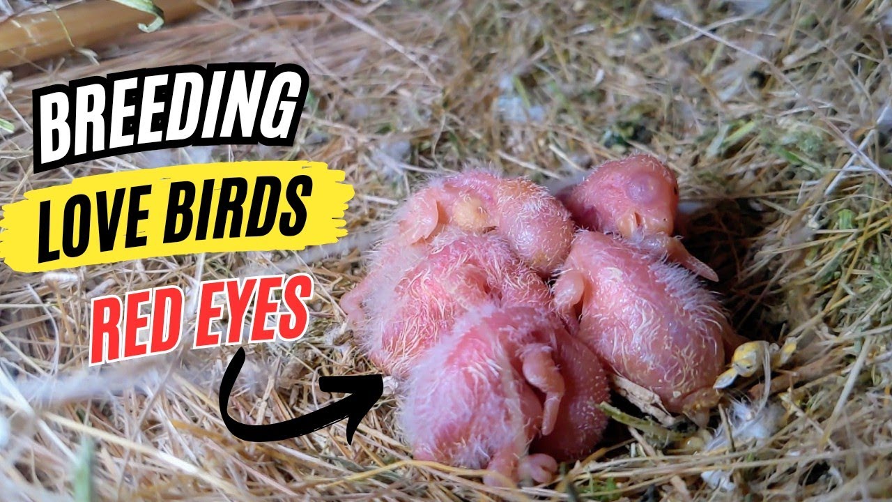 Albino Red Eyes Breeding Tips||Love birds breeding tips|| LaL Akh ||