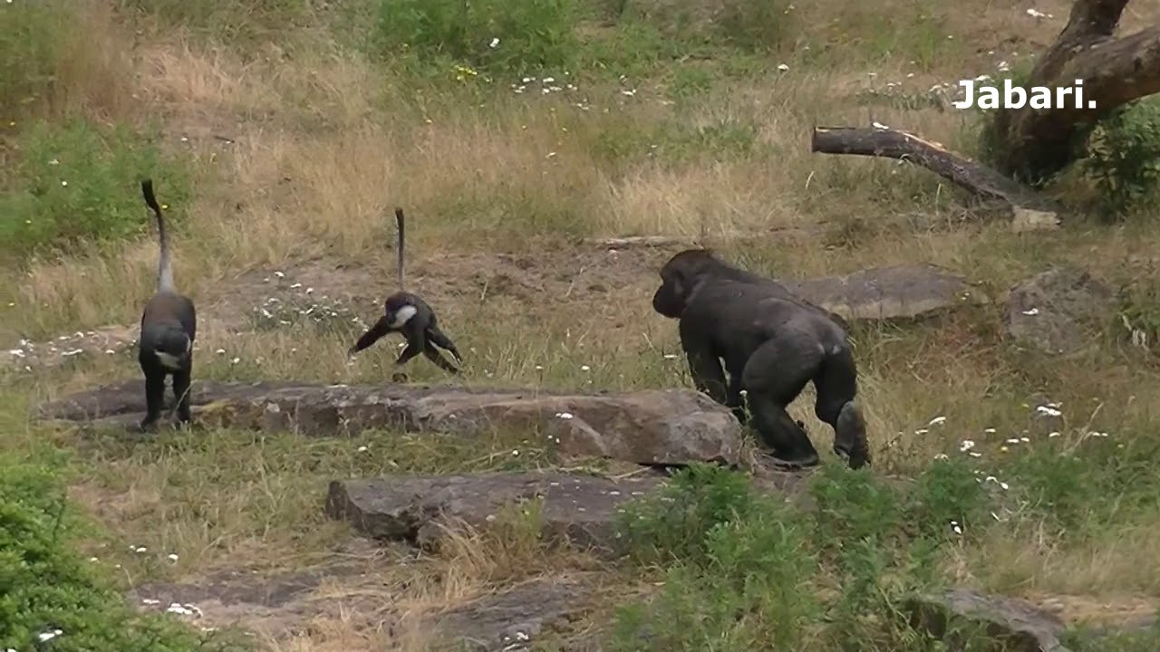 Actie bij Apenheul gorilla's.