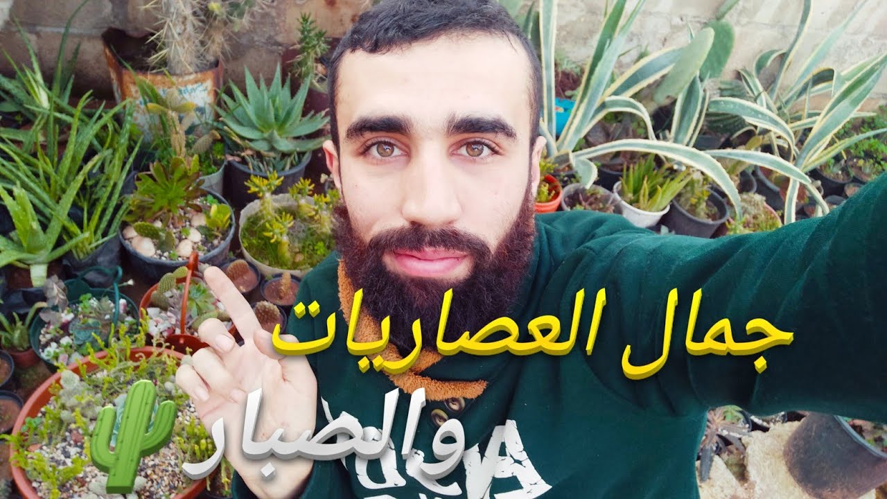 مجموعتي من العصاريات والصبار