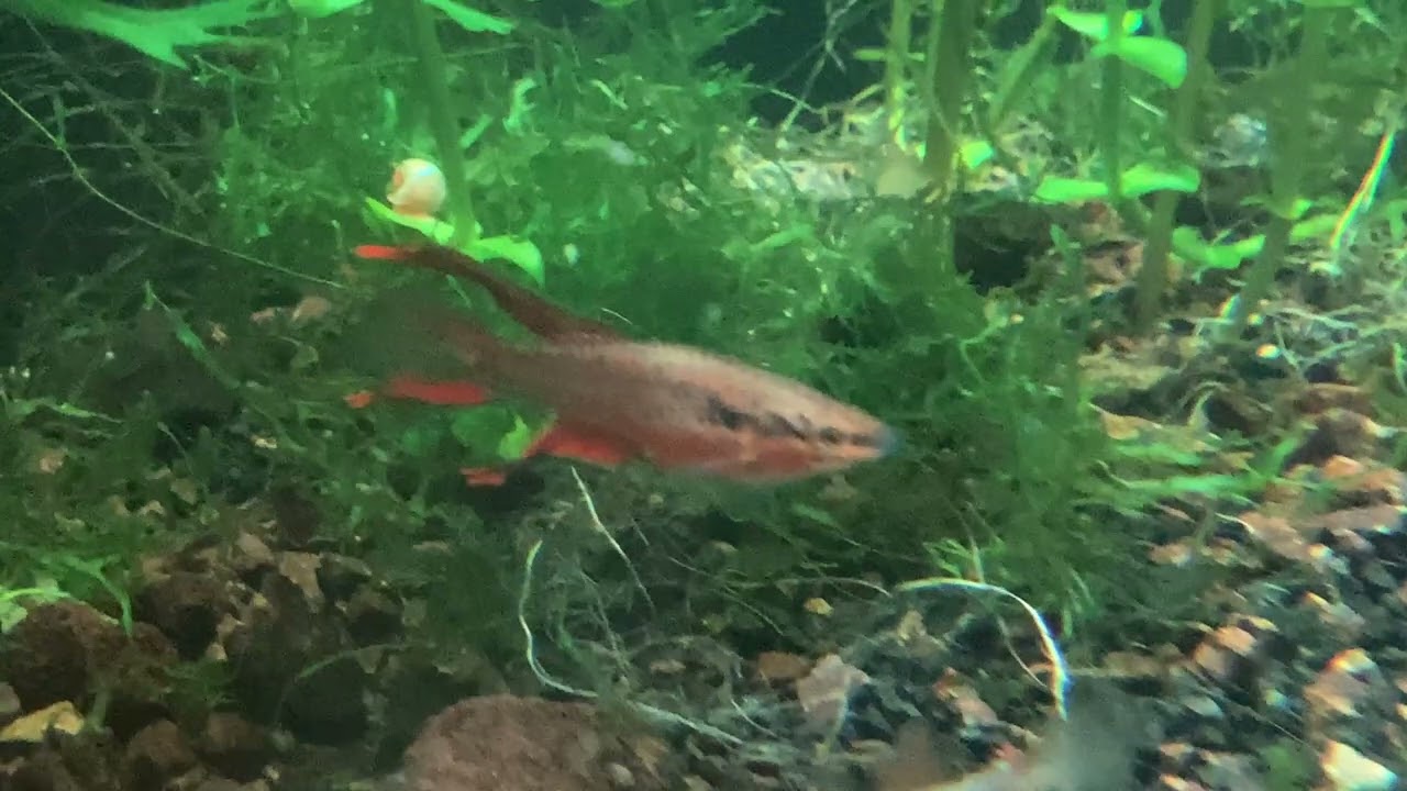 Killifish:  Chroaphyosemion bitaeniatum ‘Lagos red’