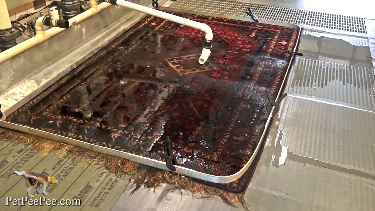 Cleaning a kilim Turkish carpet from urine odor