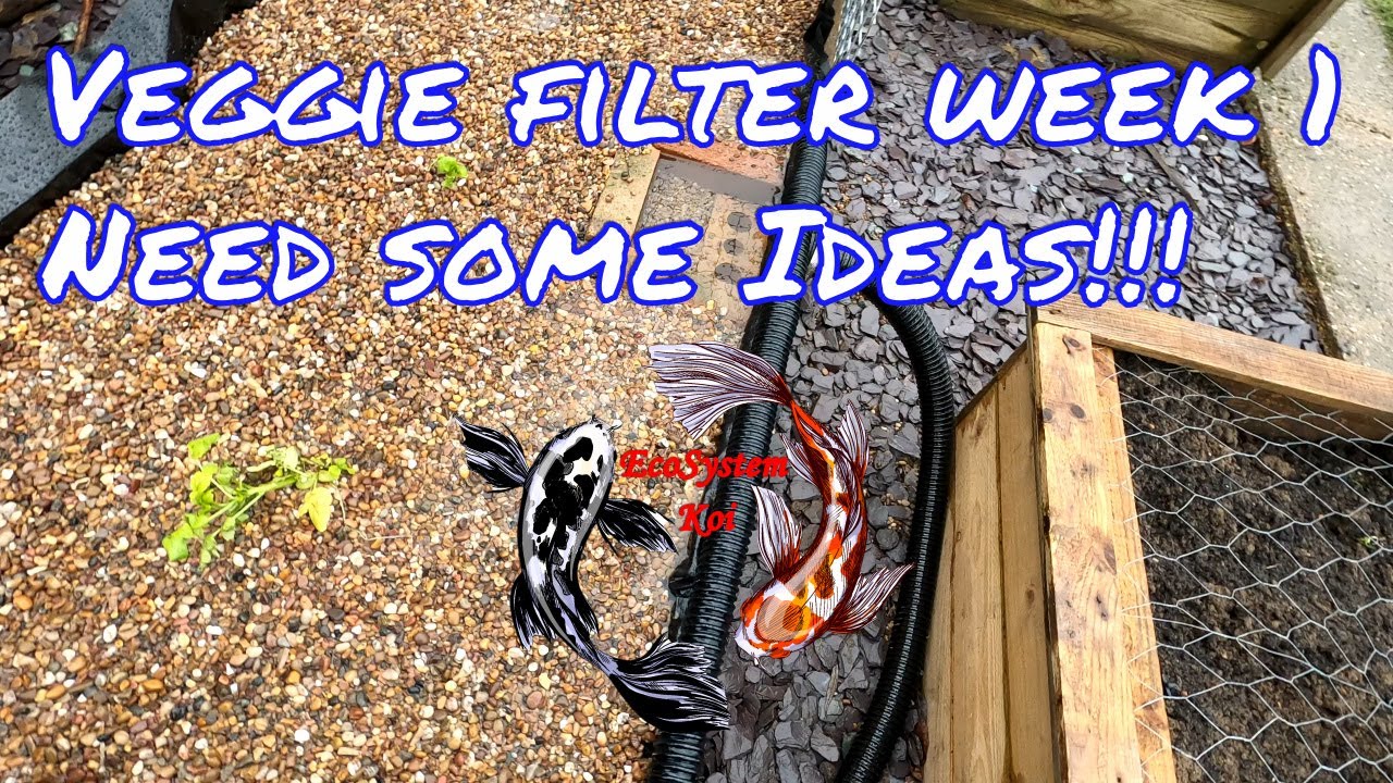 First week with DIY Veggie filter, What can I grow? Changes already, pond Gravel filter, Aquaponics