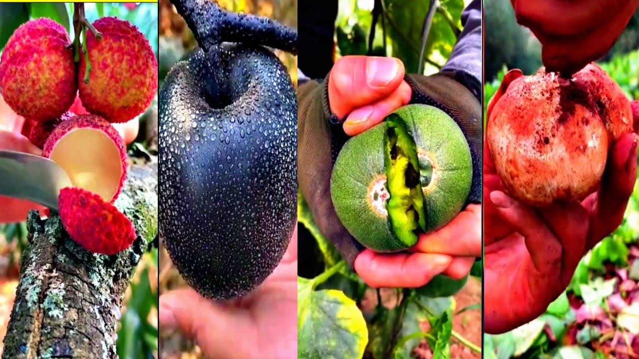 Apple 🍎& lychee ( लीचु ) spical cutting l amazing Froutes cutting in cuntry & other फ्रुट् cutting