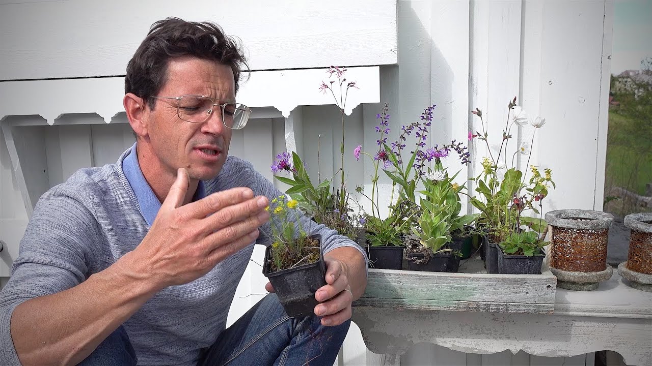 TOP Balkonpflanzen für Wildbienen, Hummeln und Insekten - Gartentipps für Balkon oder Terrasse