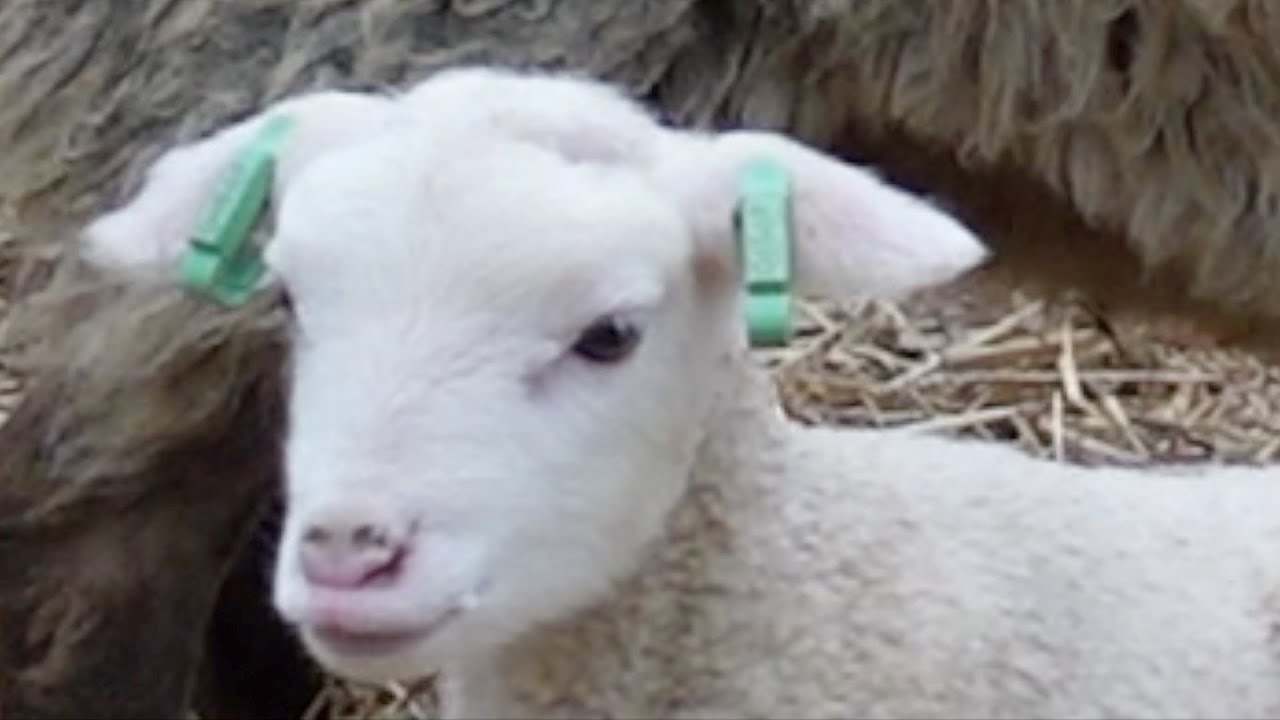 Op stap met boswachters Ellen en Simone in Salland en Twente #vlog16 Geboorte van lammetjes!