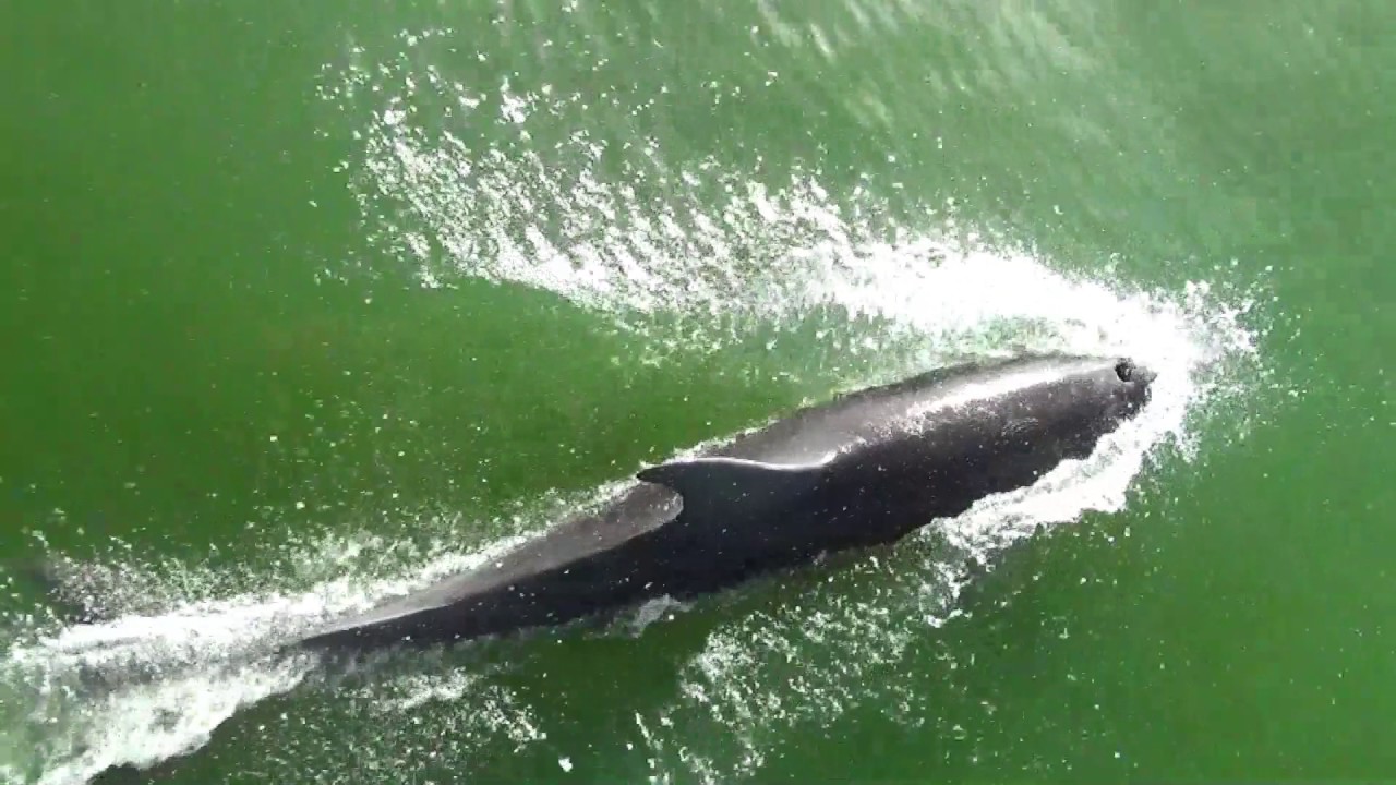 The Bottlenose  Dolphin  ( De Tuimelaar )