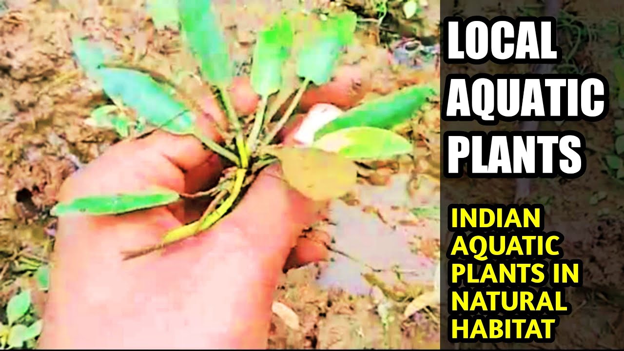 Local Aquatic Plants🌱🍀Live Aquatic Plants in Habitat| Indian Aquatic Plants| Aqua Adventure