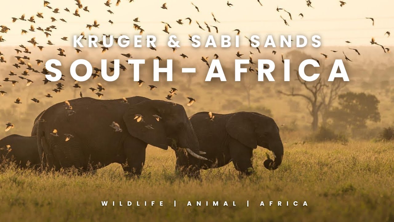 SOUTH  AFRICA 🇿🇦 2017 | Kruger NP and Sabi Sands 4K