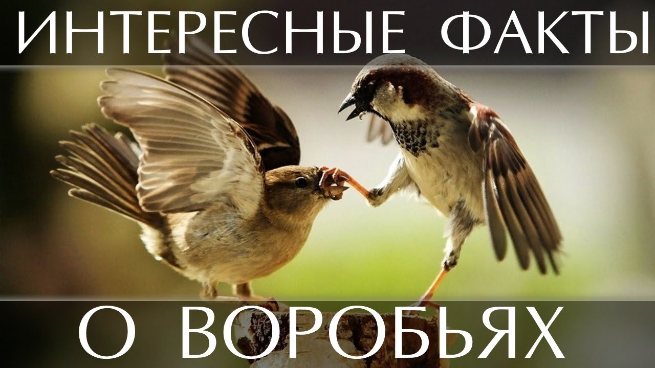 Интересные факты о Воробьях