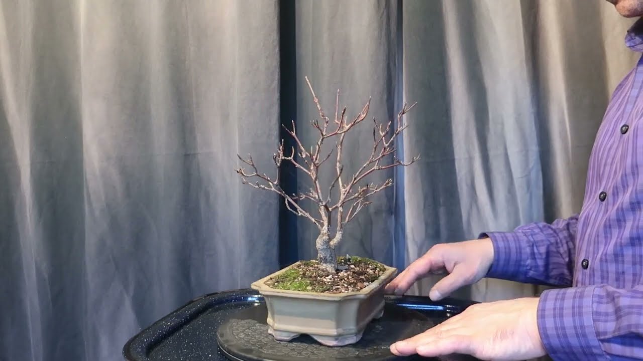 Cornus sanguinea / Sânger - proiect bonsai / Ep. 3 tăiere de formare