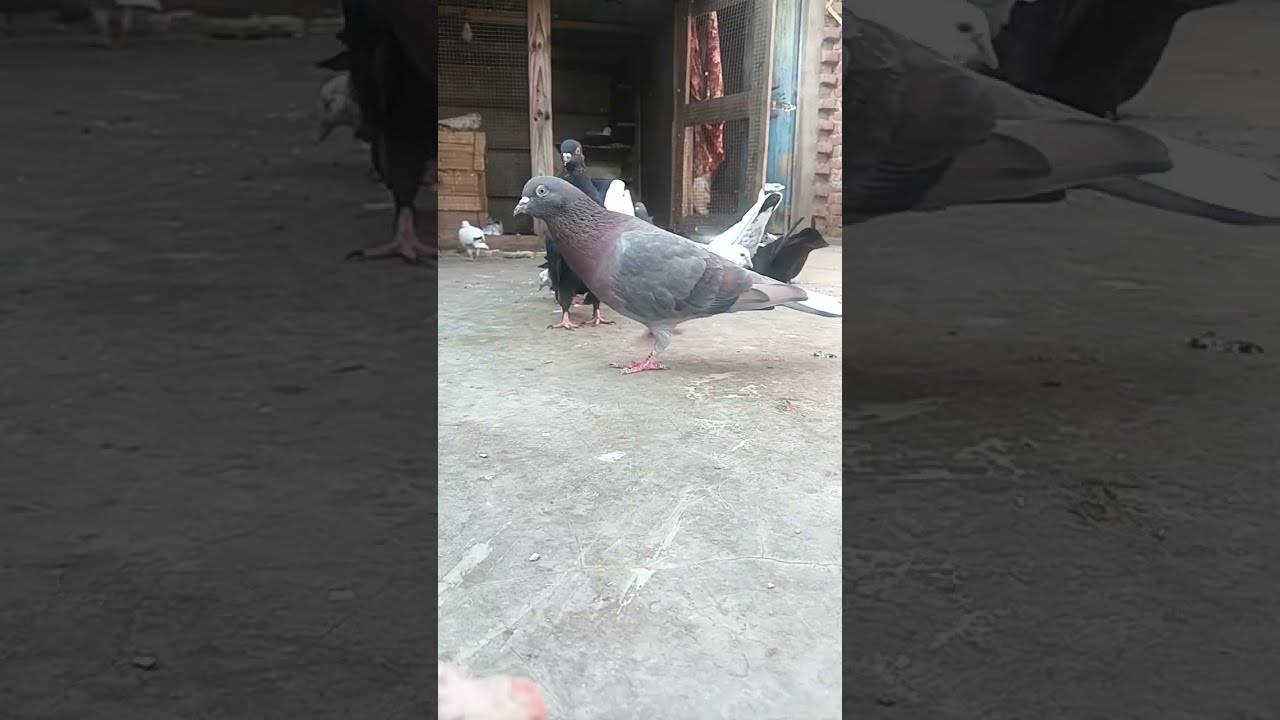 aa jao mere sath live pigeon lovers 💓