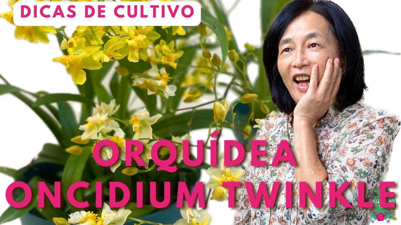 Oncidium twinkle 🌸 Mini Orquídea Perfumada – Como Cuidar até a Floração!