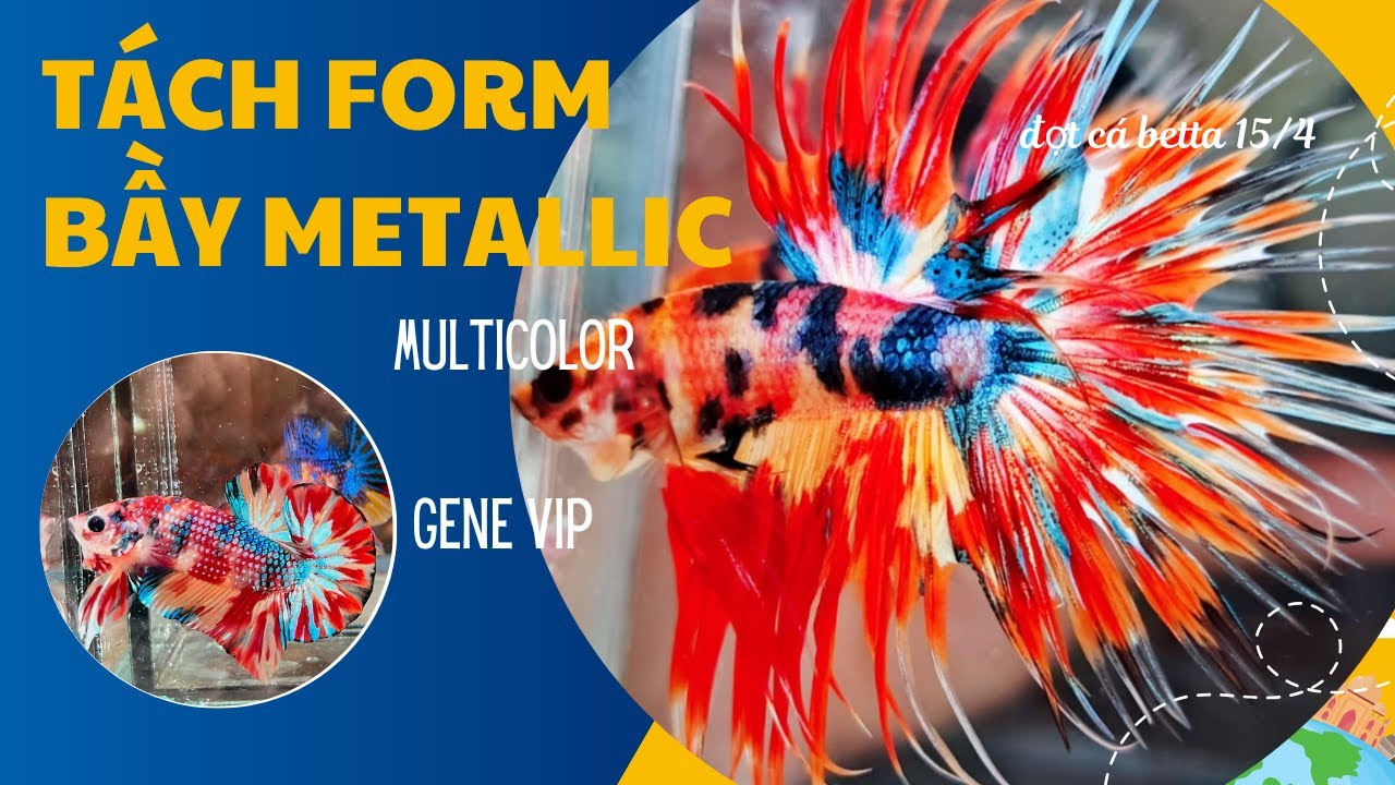Tách form bầy nemo metallic gen tốt ✩ 0932548988 Shop Betta Bình Dương