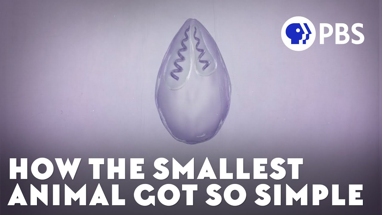 How the Smallest Animal Got So Simple