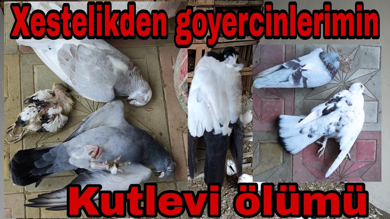 Goyercinlerimizin kutlevi &ouml;l&uuml;m&uuml;. Goyercin xestelikleri.