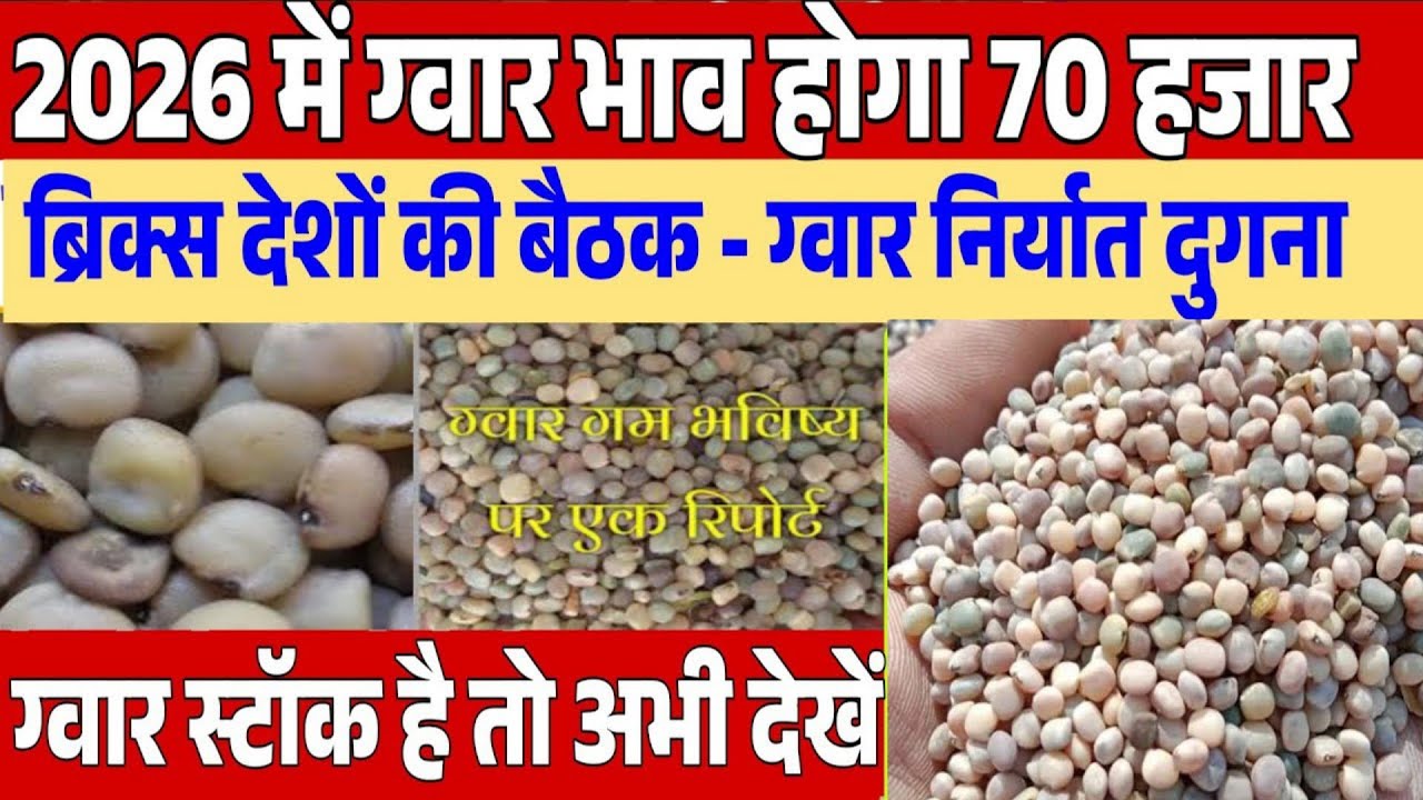 ग्वार गम निर्यात को मंजूरी ग्वार में बनेगी जोरदार तेजी gwar gam  niryat khabar, gwar ka bhav