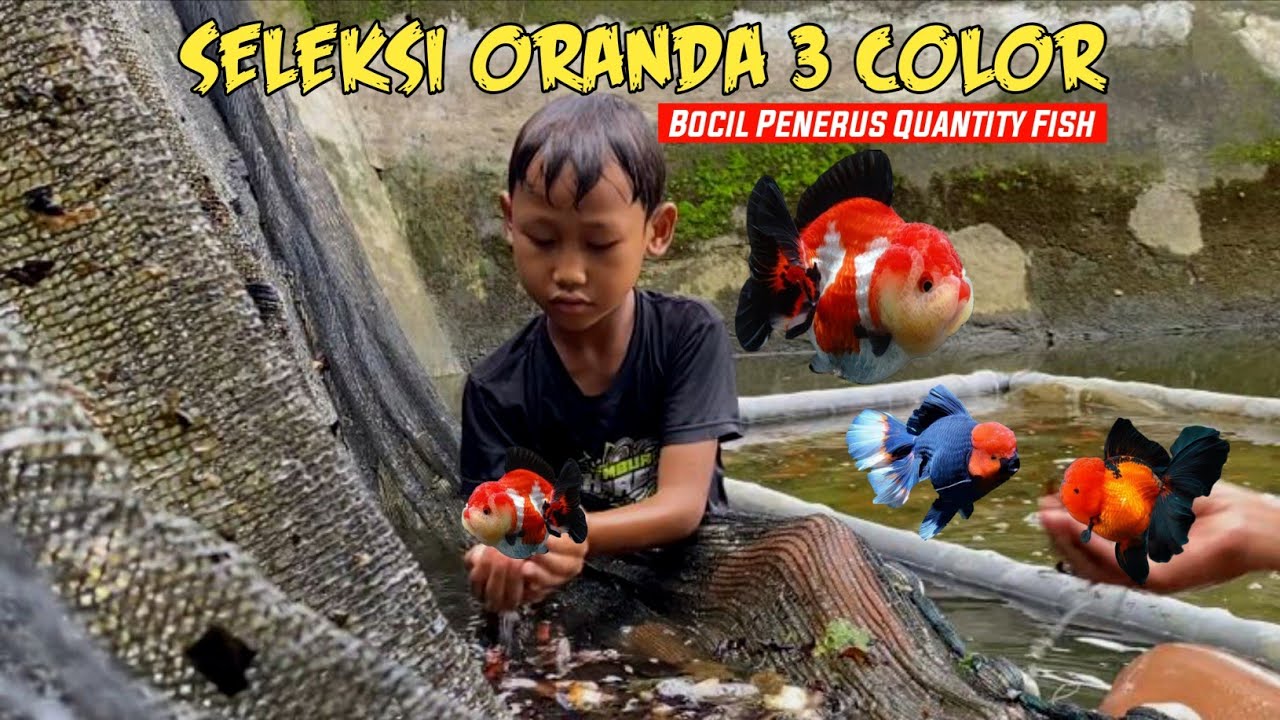TEMPAT PEMBESARAN GOLDFISH - IKAN MAS KOKI PANDA 3 COLOR, ORANDA PW