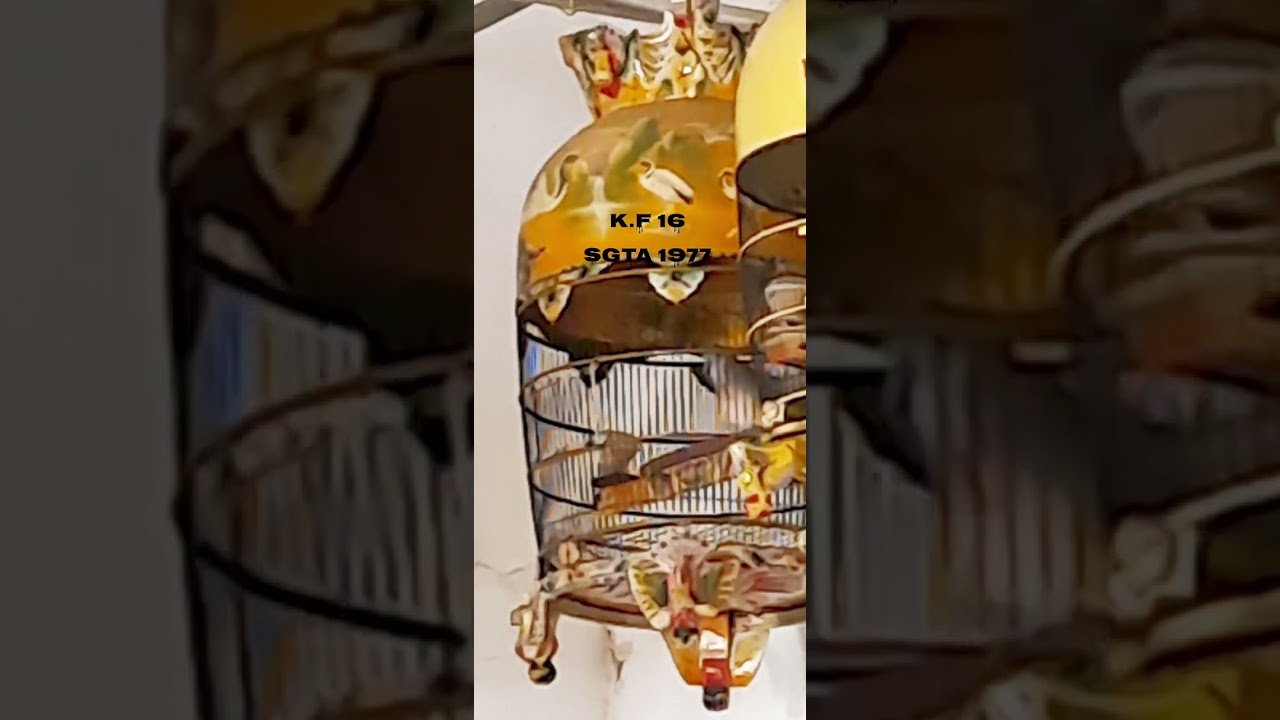 Burung perkutut bangkok muda irama lomba 