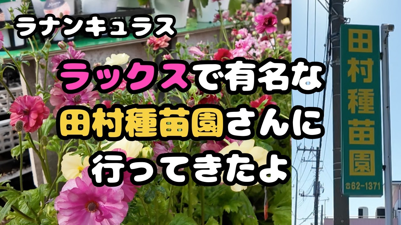 [園芸ガーデニング]田村種苗園さんに行ってきました　ラナンキュラス　ラックスで有名なお店です　たくさんのラックスに驚きました