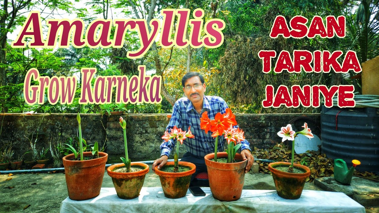 Amaryllis grow Karneka Aasan Tarika Janiye ( Hindi / Urdu )